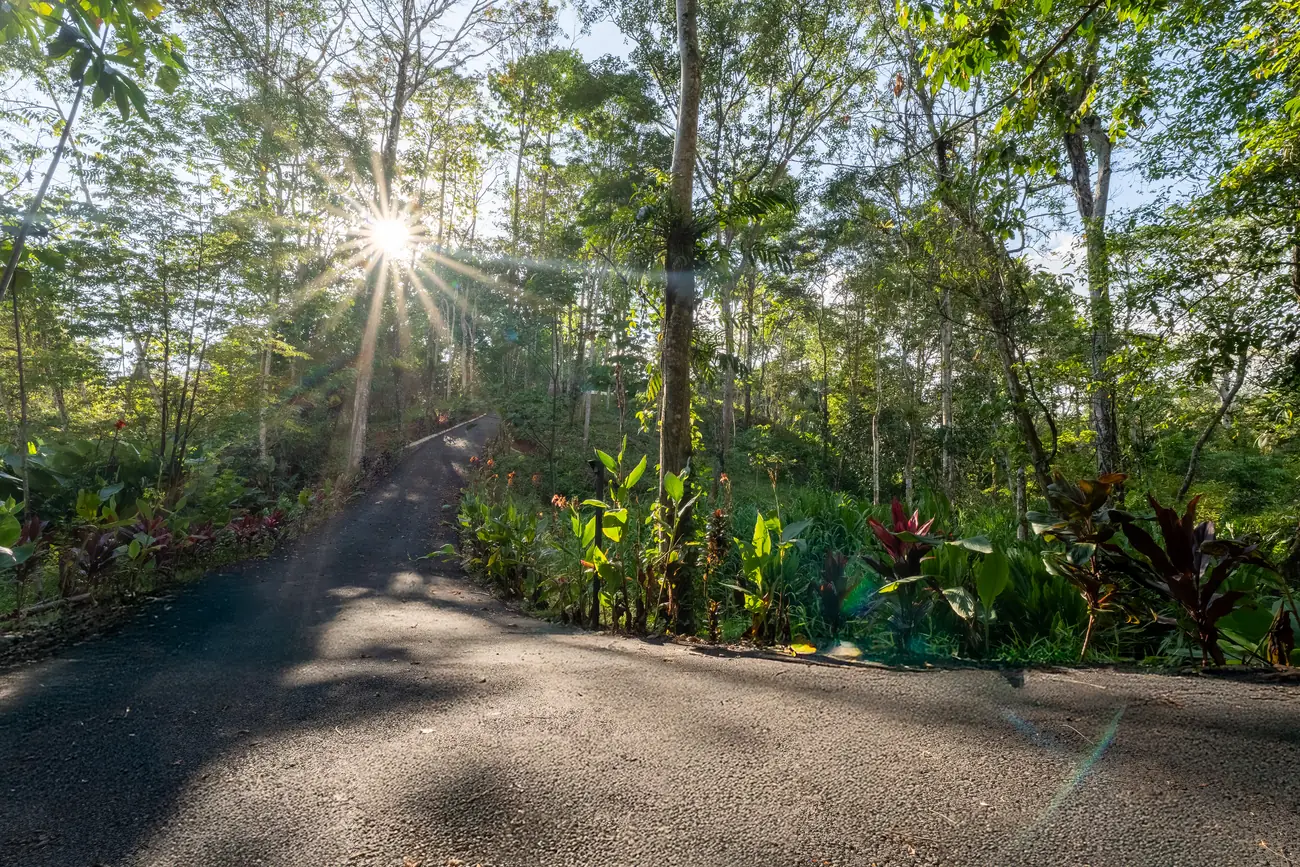Casa Escondida &mdash; golden hour through the forest canopy