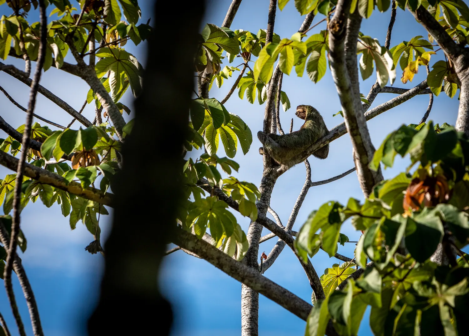 Casa Ladera &mdash; a sloth in the trees above the driveway