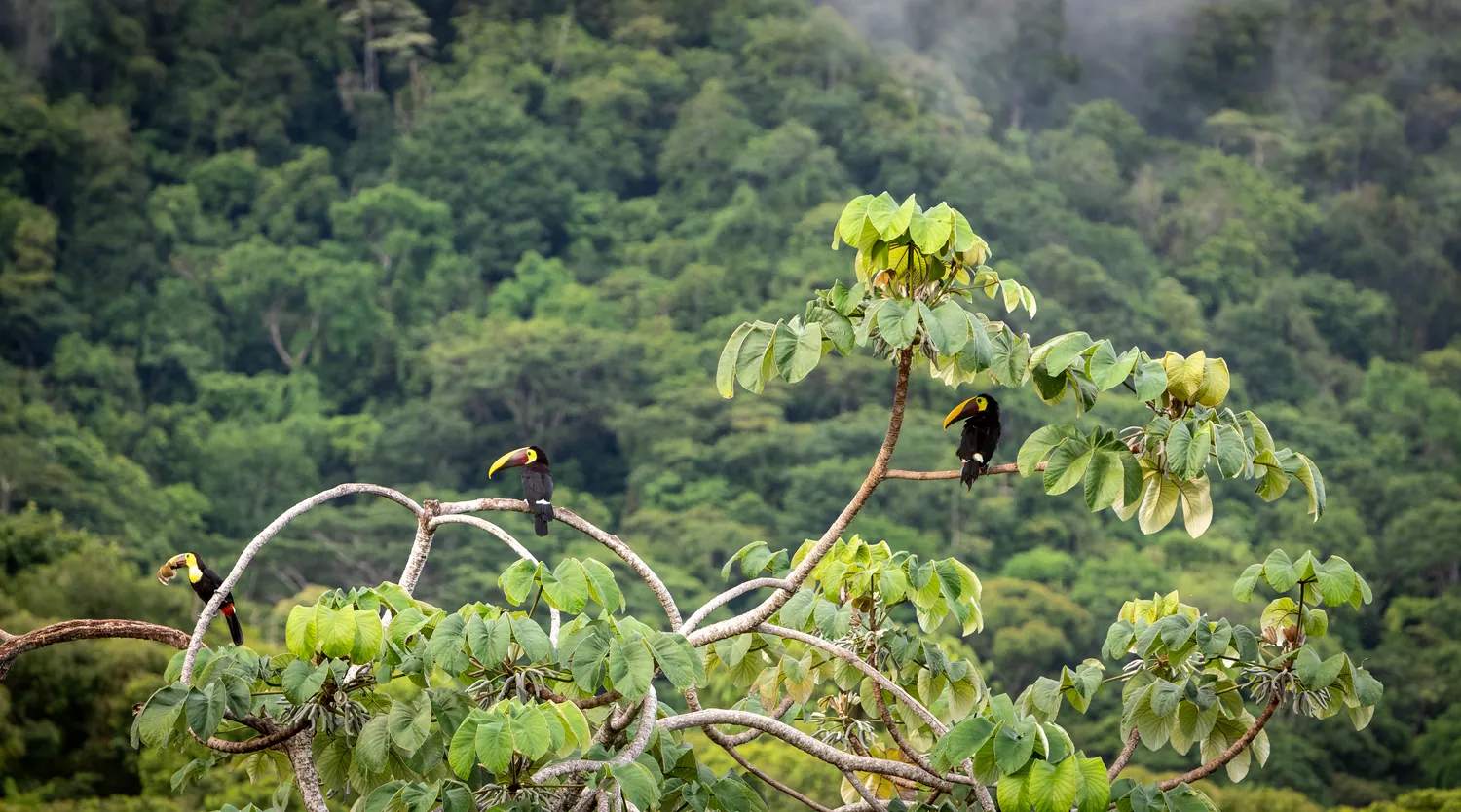 Casa Ladera &mdash; toucans in the trees, seen from the pool