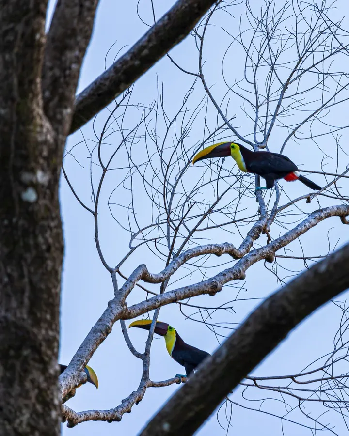 Casa Ola Azul &mdash; a toucan in the trees on the property