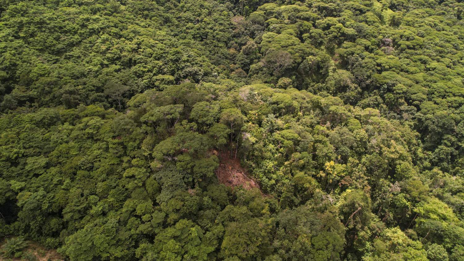Costa Verde Estates titled lot &mdash; the forest canopy covering the parcel