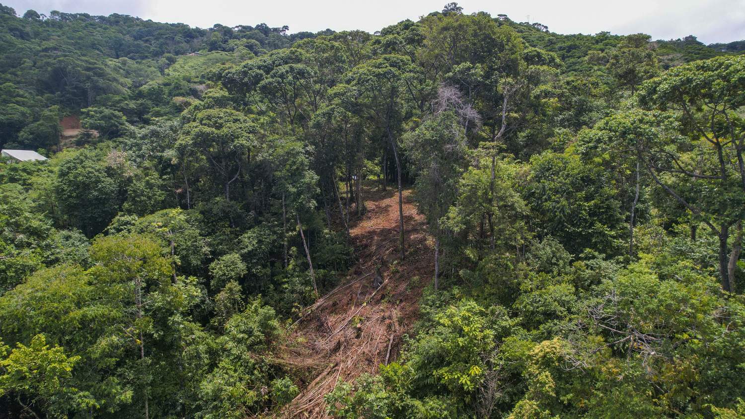 Costa Verde Estates titled lot &mdash; the access cut running through the trees