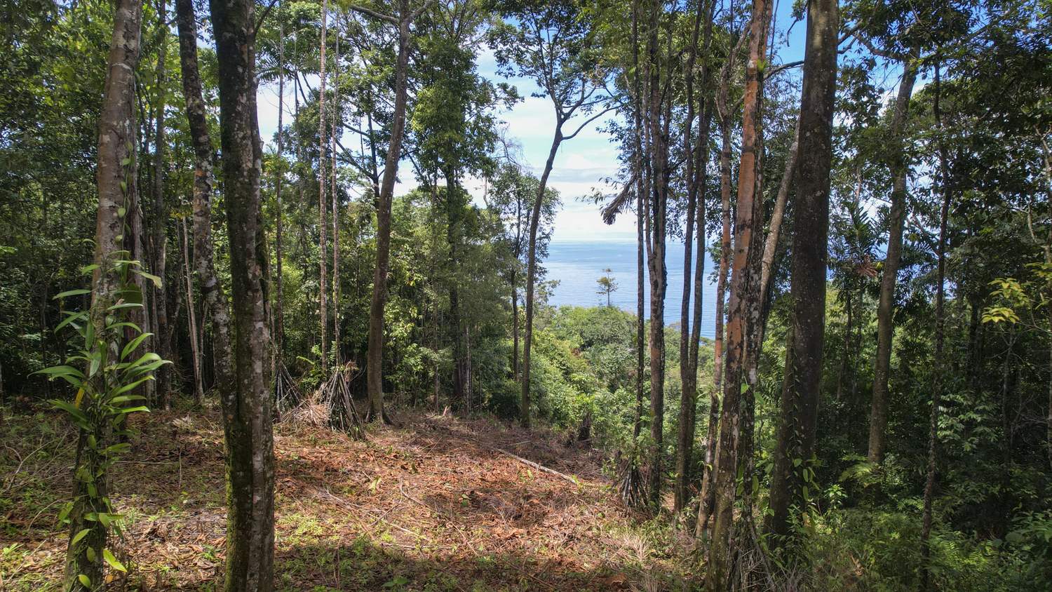 Costa Verde Estates titled lot &mdash; standing inside the forest, ocean visible through the trees