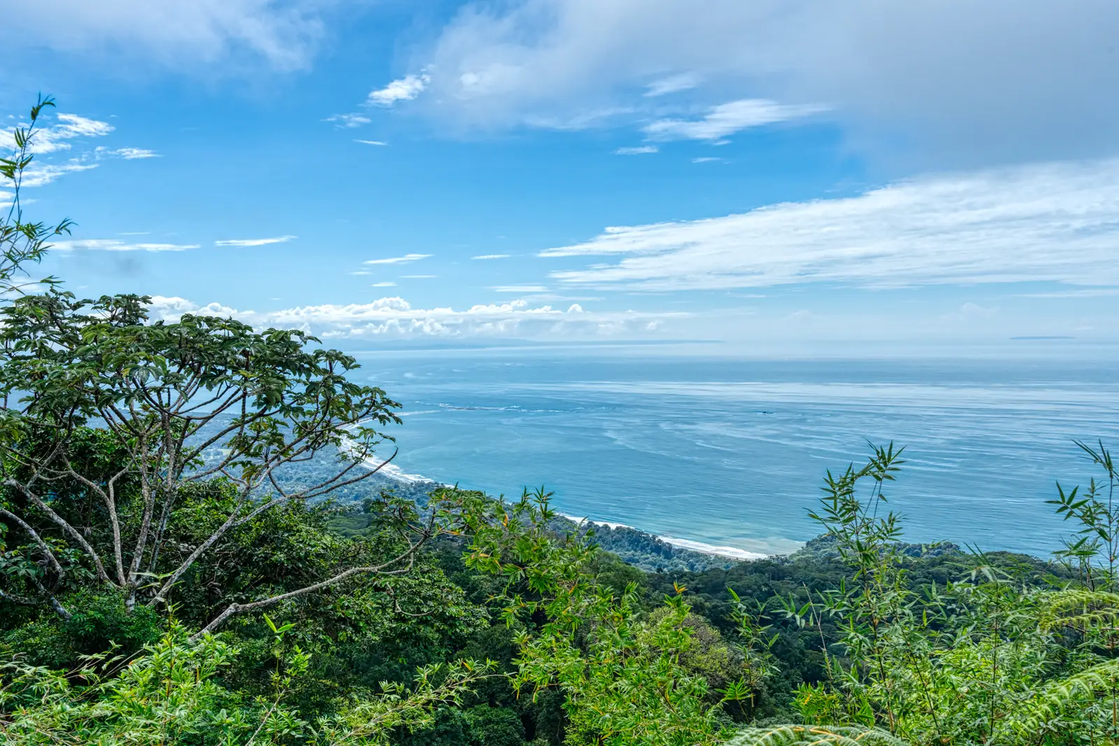 The Pacific seen through the rainforest canopy from Lot 65