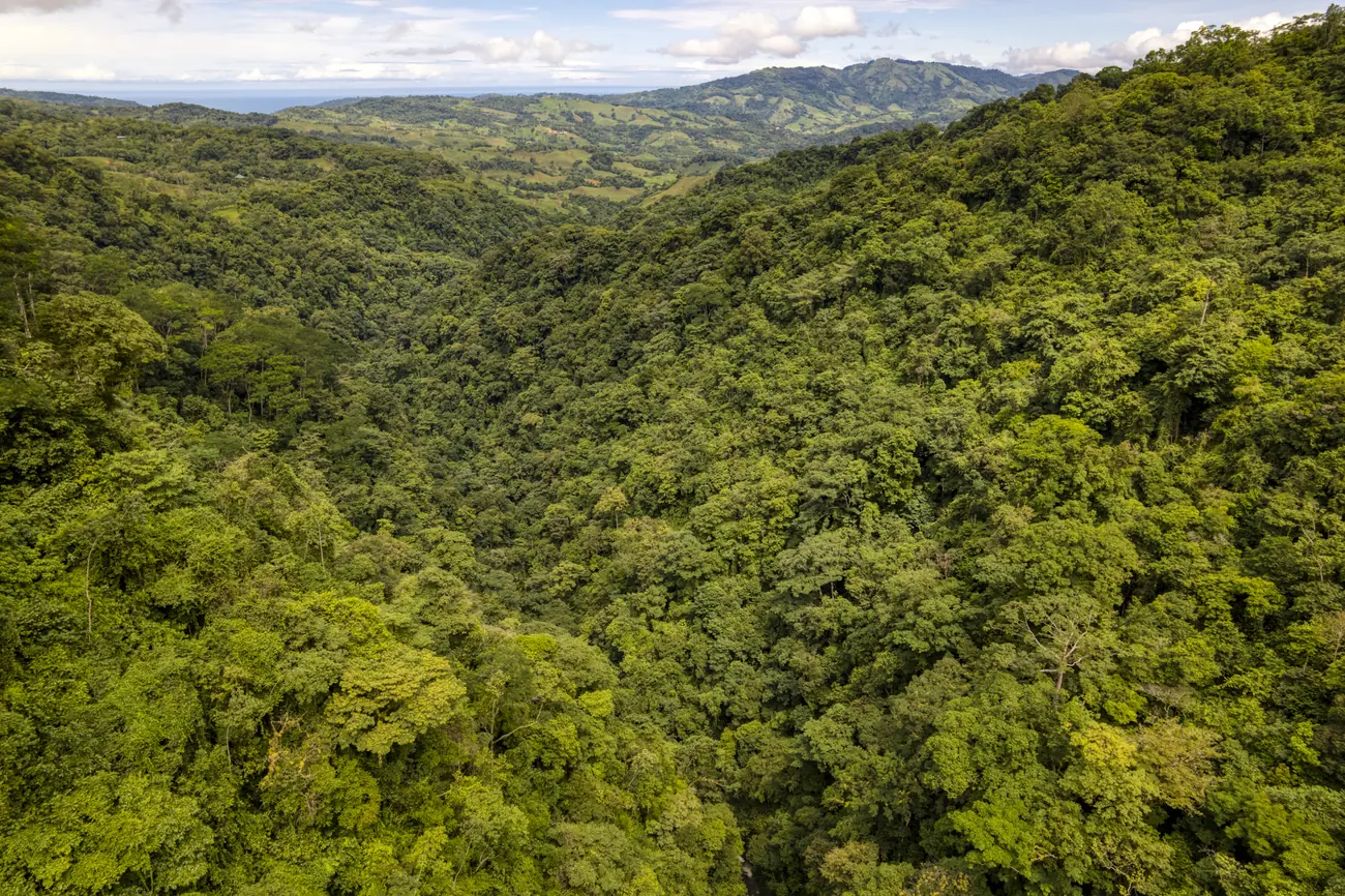 Finca Tres Cascadas &mdash; the valley and the forest the farm sits in