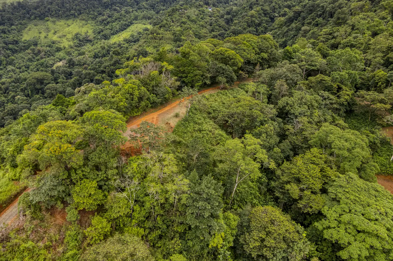 Finca Tres Cascadas &mdash; the track where it enters the trees