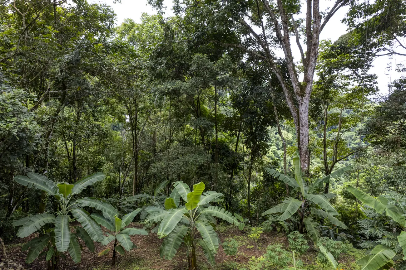 Finca Tres Cascadas &mdash; inside the forest, the understory