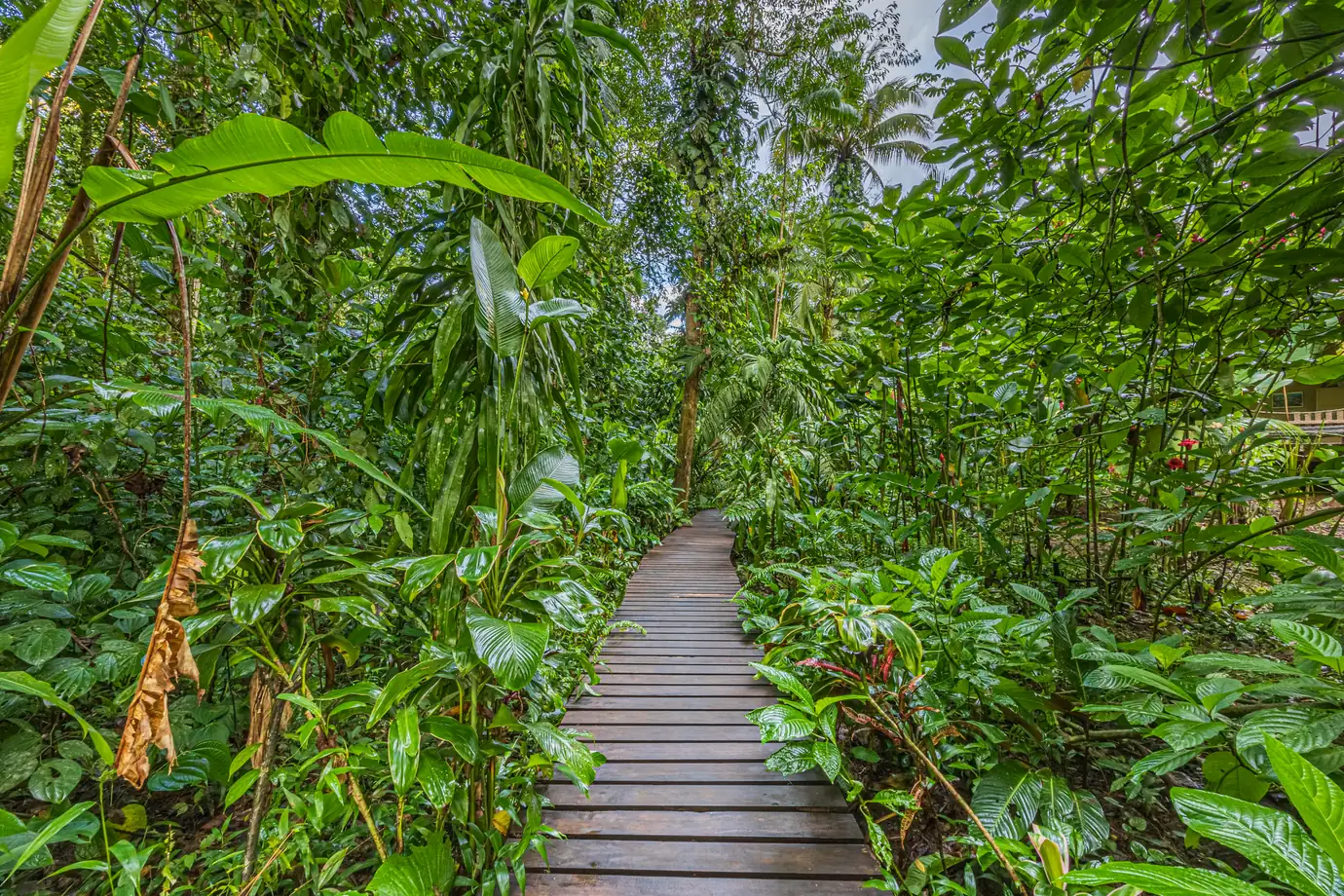 680-acre Golfo Dulce estate &mdash; The boardwalk running through the forest between buildings