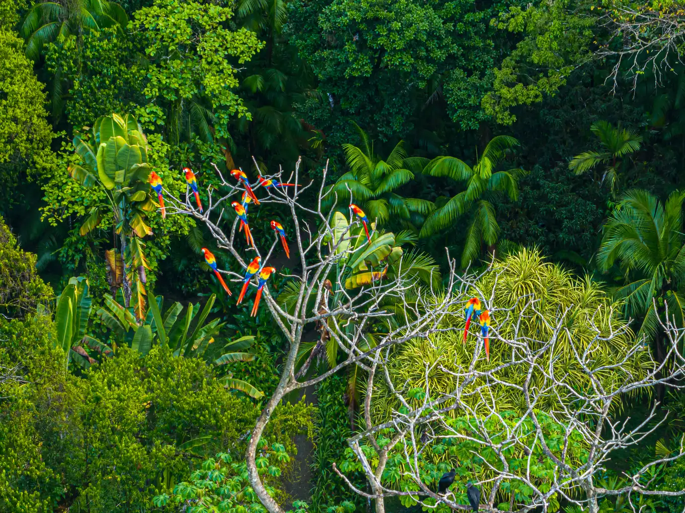 680-acre Golfo Dulce estate &mdash; Scarlet macaws in the trees on the estate
