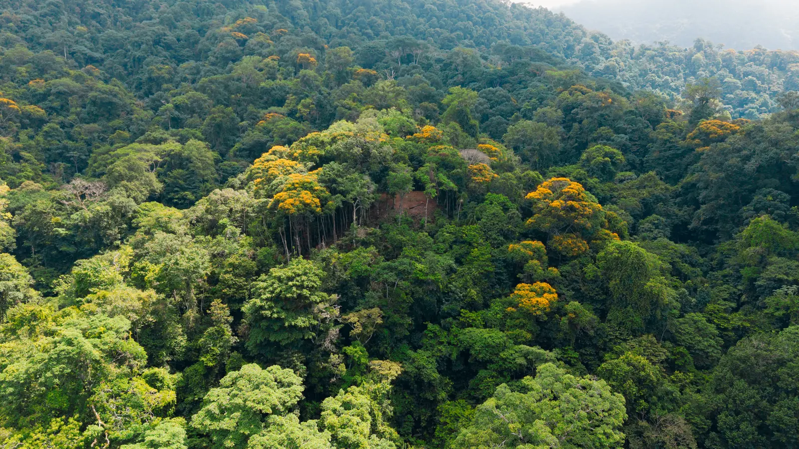 La Malouma &mdash; the forest with the mist coming through