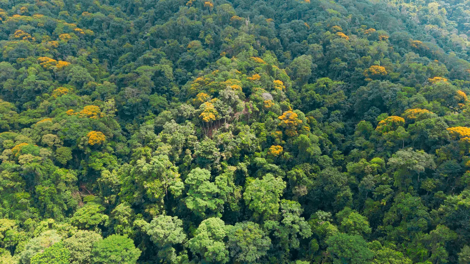 La Malouma &mdash; the canopy from above