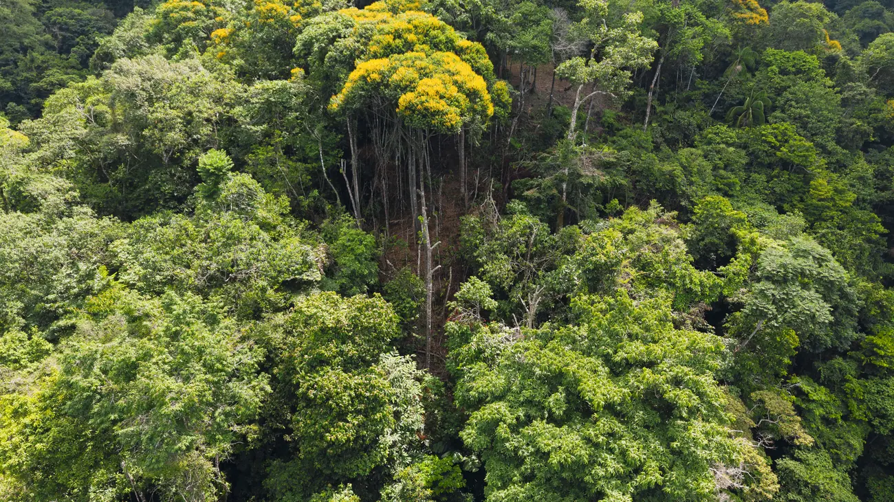 La Malouma &mdash; the crown of a flowering tree in the canopy