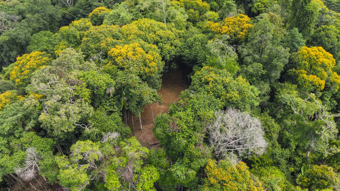 La Malouma &mdash; the canopy, a track just visible below it