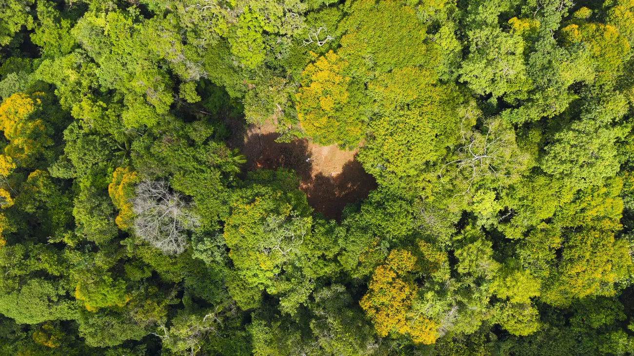 La Malouma &mdash; forest and a clearing, seen from above