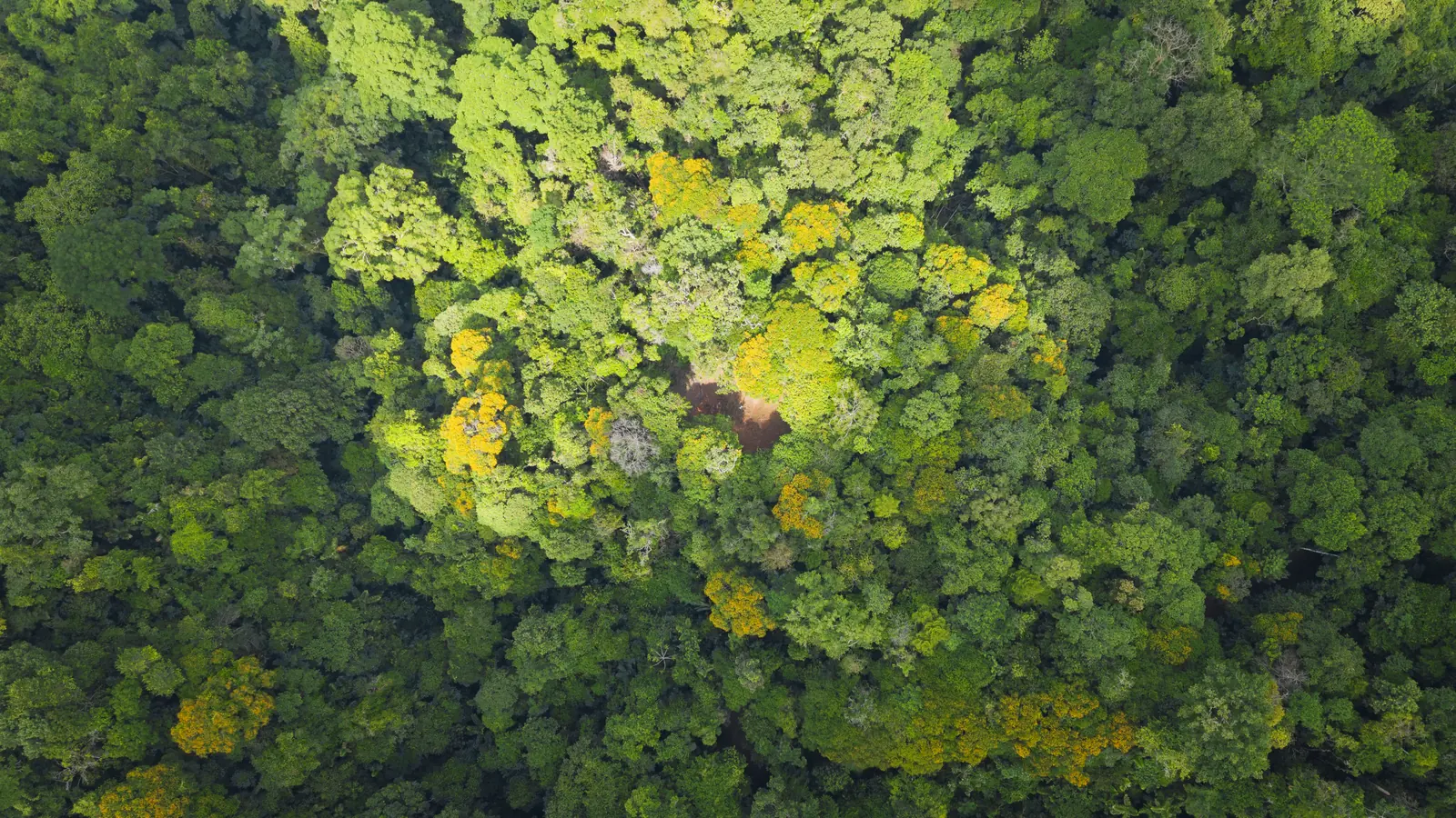 La Malouma &mdash; the canopy in detail