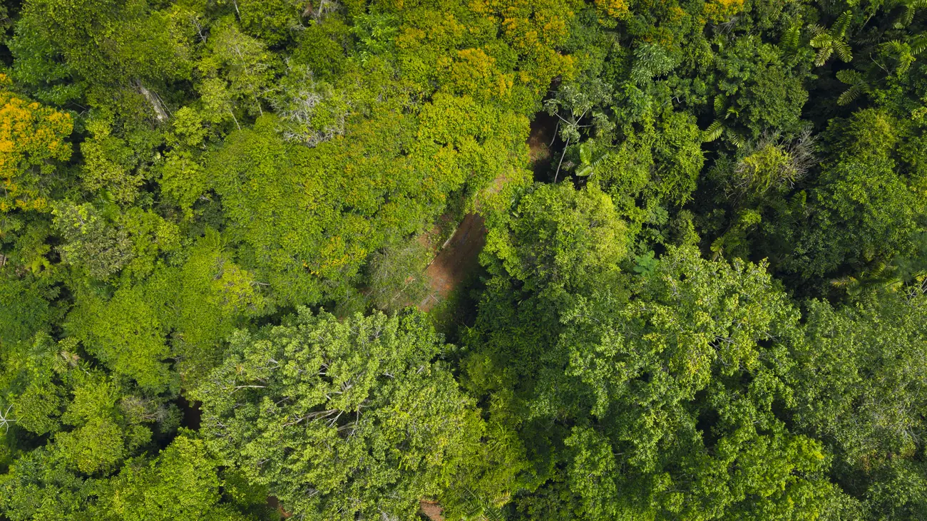 La Malouma &mdash; a break in the trees down to the forest floor