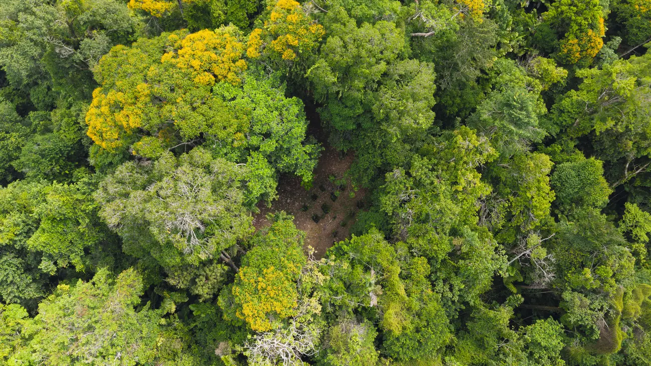 La Malouma &mdash; yellow flowering trees across the canopy