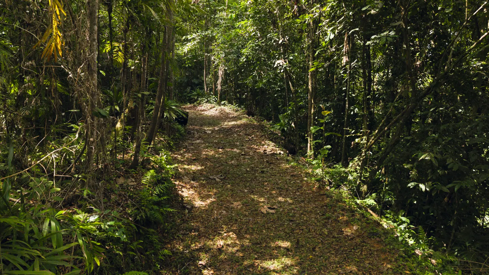 La Malouma &mdash; a track under the canopy