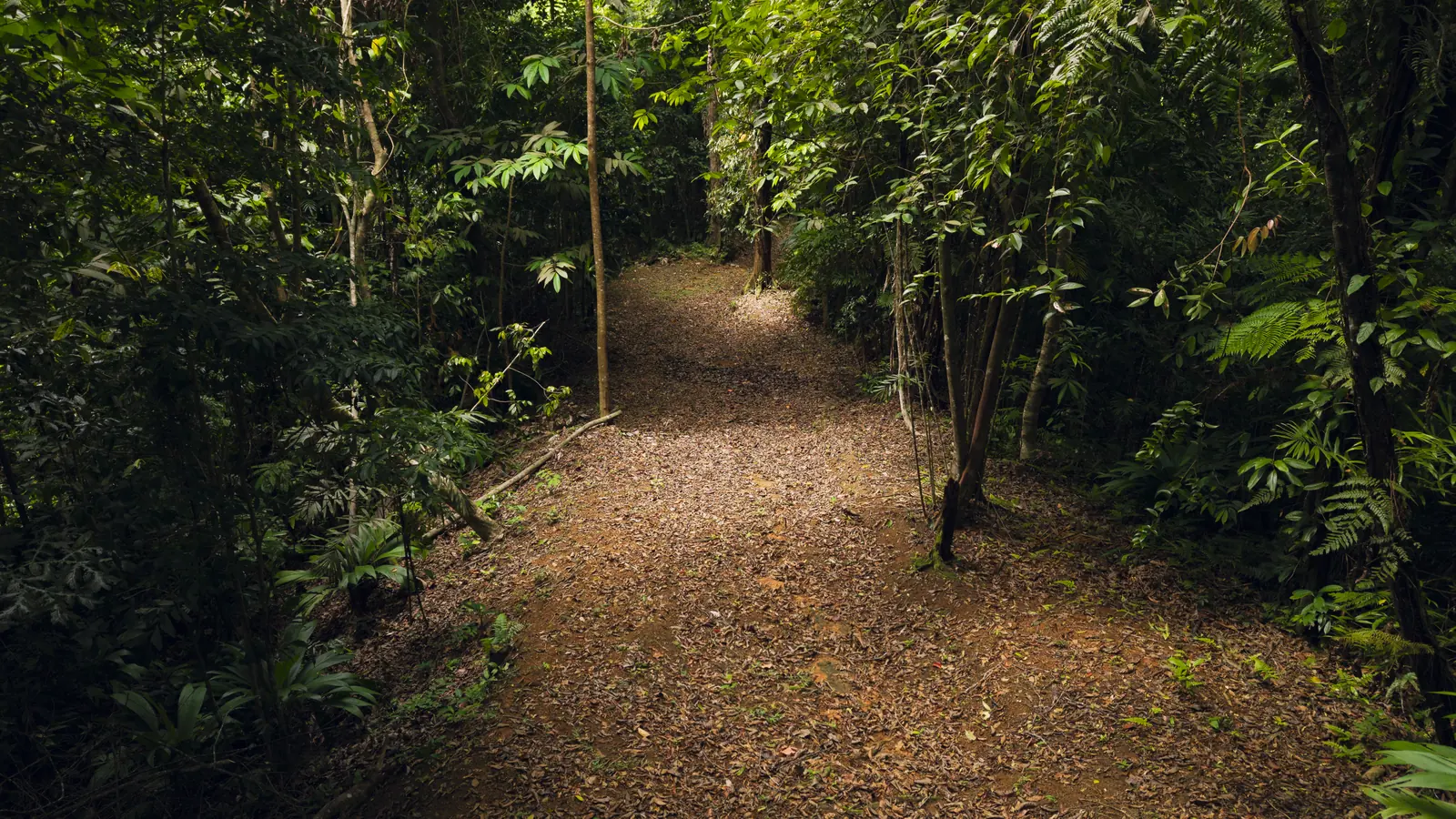 La Malouma &mdash; a trail through the trees