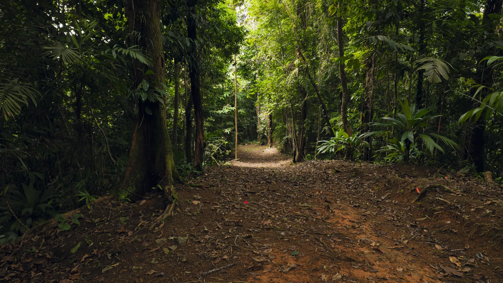 La Malouma &mdash; inside the forest