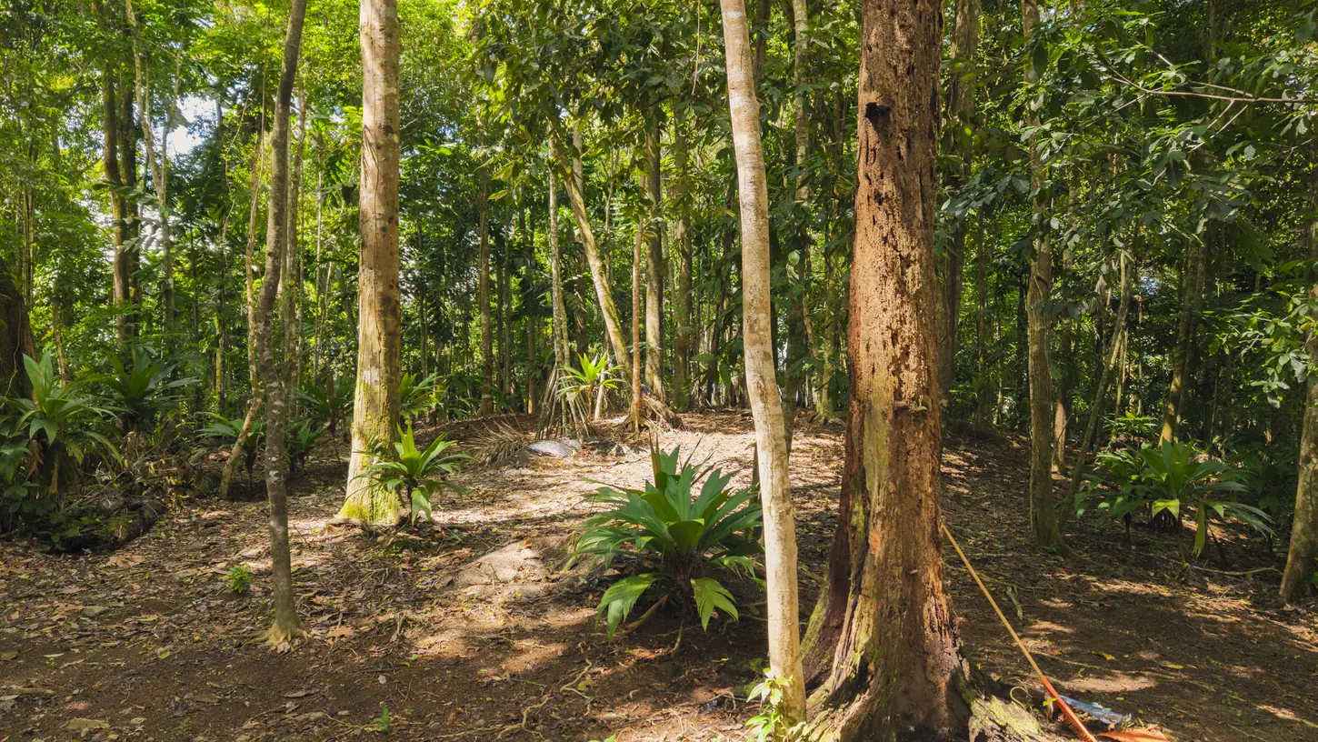La Malouma &mdash; the forest interior, mature trees throughout