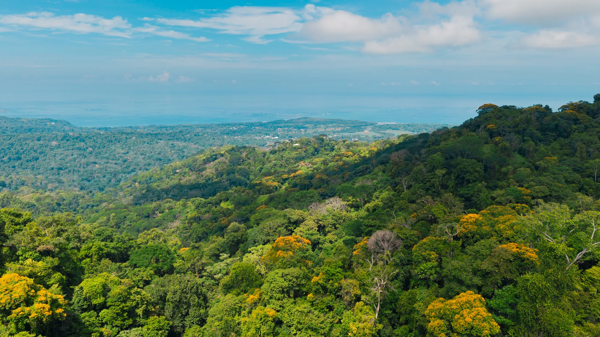 La Malouma, the cloud forest canopy opening toward the Pacific above Uvita